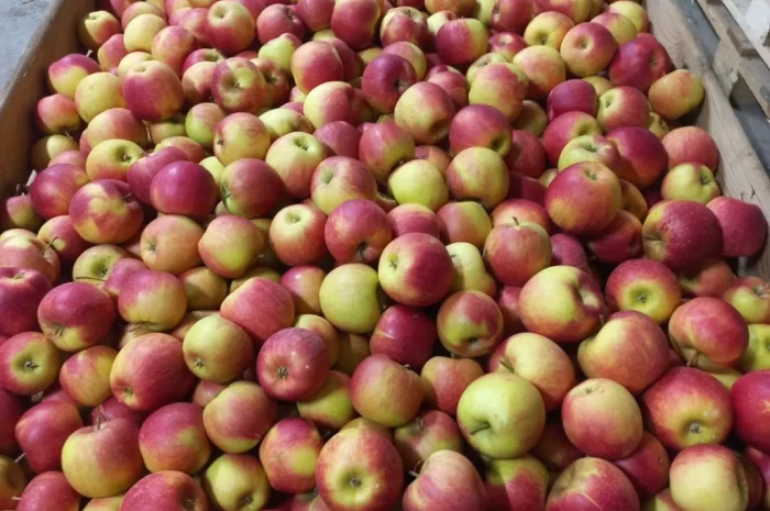 Продаются яблоки Чемпион из холодильника- фото № 1