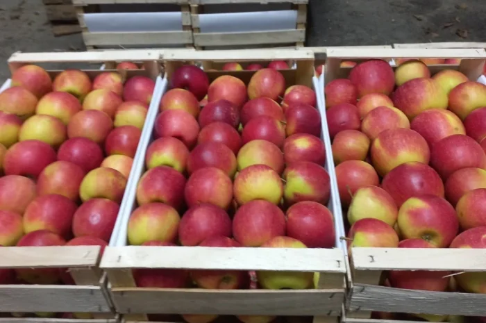 Продаются яблоки Чемпион из холодильника- фото № 4