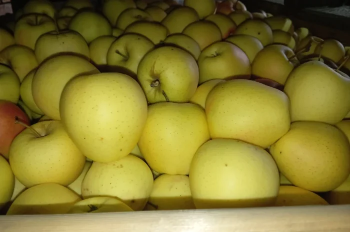 Пропонуються яблука сорту Голден Чемпіон, Джоноголд, Лігольд- фото № 1