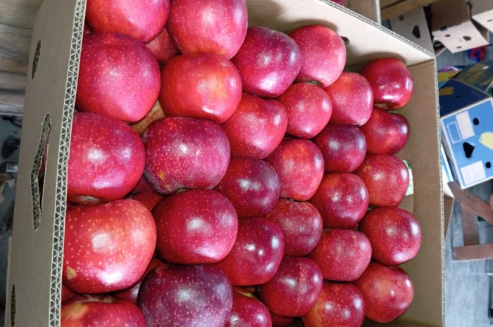 Пропонуються яблука сорту Голден Чемпіон, Джоноголд, Лігольд- фото № 2