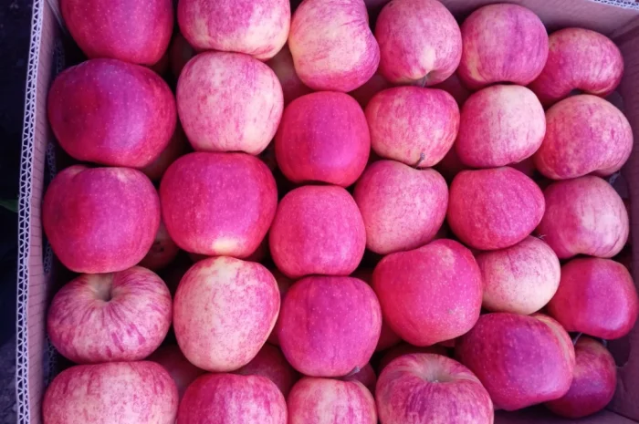 Пропонуються яблука сорту Голден Чемпіон, Джоноголд, Лігольд- фото № 3