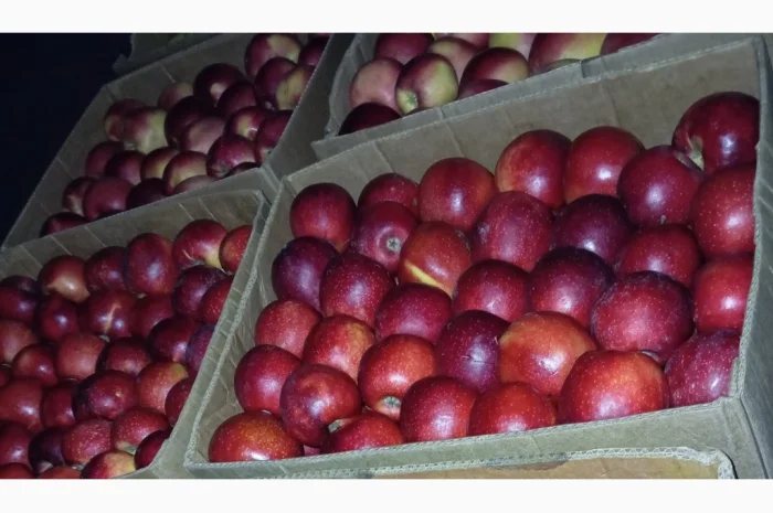 Пропонуються яблука сорту Голден Чемпіон, Джоноголд, Лігольд- фото № 4