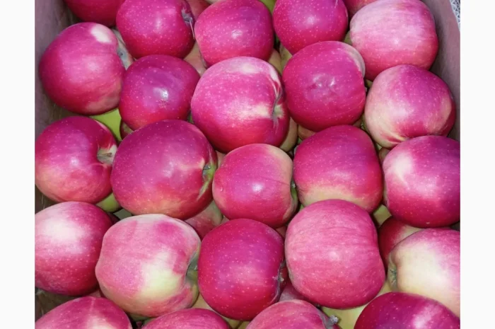 Пропонуються яблука сорту Голден Чемпіон, Джоноголд, Лігольд- фото № 5