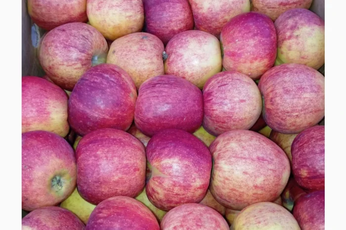 Пропонуються яблука сорту Голден Чемпіон, Джоноголд, Лігольд- фото № 6