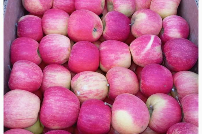 Пропонуються яблука сорту Голден Чемпіон, Джоноголд, Лігольд- фото № 7