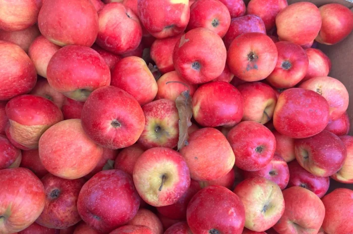 Продаются яблоки сорта Флоріна, Гренні Сміт, АЙДАРЕД в Тернополе- фото № 1