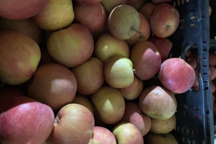 Пропонуються яблука сорту Фуджі- фото № 1