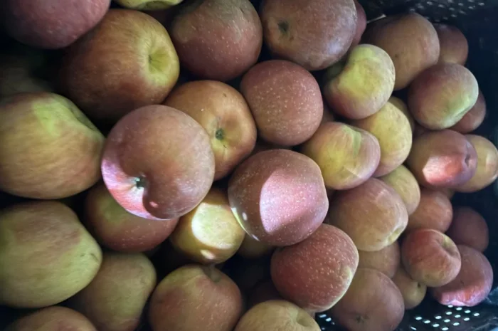 Пропонуються яблука сорту Фуджі- фото № 2