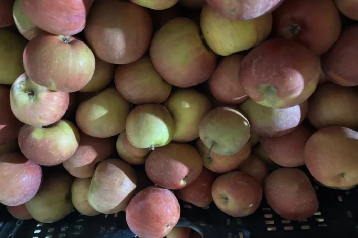 Пропонуються яблука сорту Фуджі- фото № 3