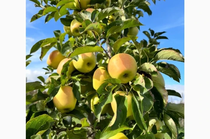 Пропонуються яблука відмінної якості- фото № 1