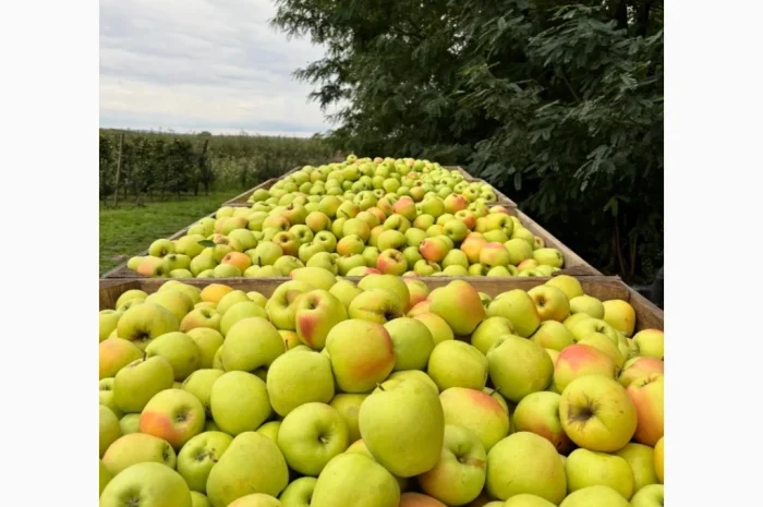Пропонуються яблука відмінної якості- фото № 2