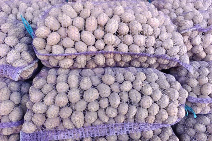 Пропоную насінневу картоплю сорту Белла Роса- фото № 2