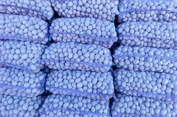 Пропоную насінневу картоплю сорту Белла Роса- фото № 3