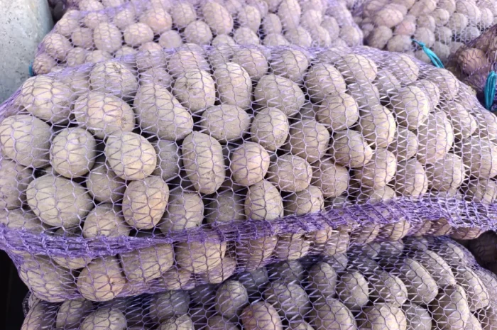 Пропоную насінневу картоплю сорту Белла Роса- фото № 1