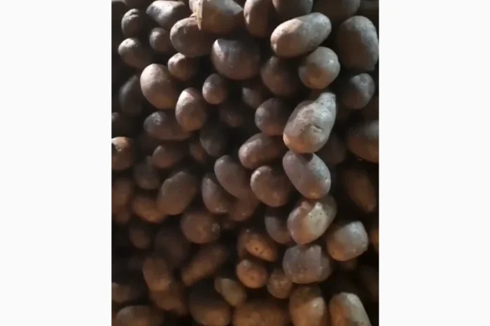 Продается семенной картофель сорта Мелоді оптом- фото № 1