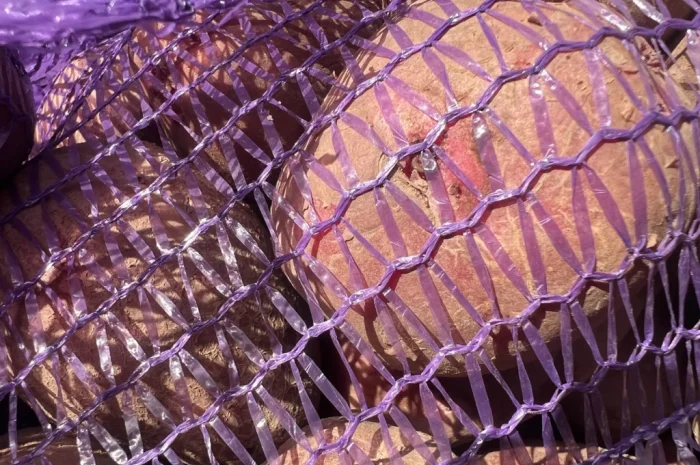 Товарный картофель сорт Бела Роса- фото № 1