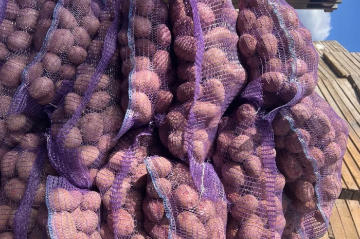 Товарный картофель сорт Бела Роса- фото № 2