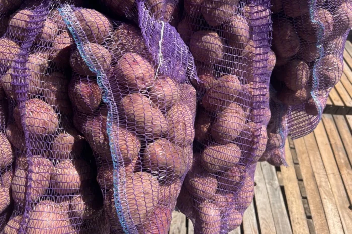 Товарный картофель сорт Бела Роса- фото № 3