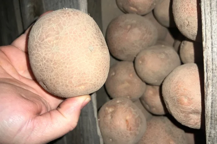 Товарный картофель сорт Бела Роса- фото № 4