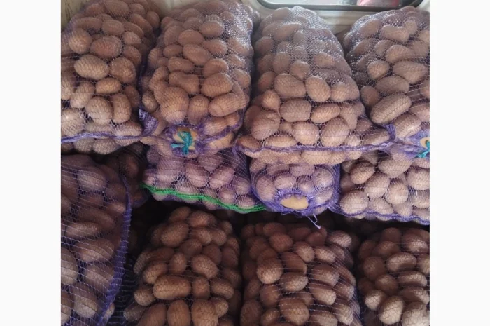 Пропонується товарна та посадкова картопля- фото № 1