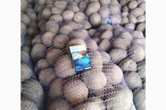 Пропонується товарна та посадкова картопля- фото № 2