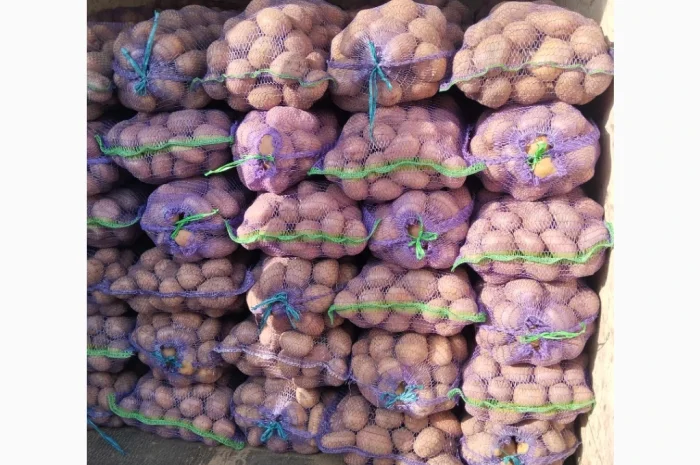 Пропонується товарна та посадкова картопля- фото № 3