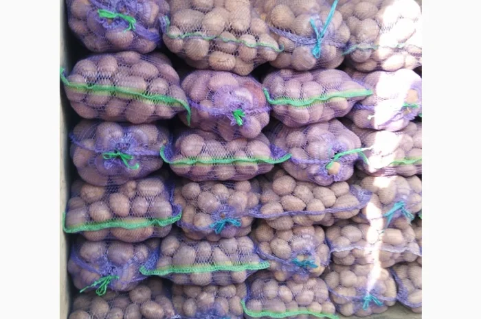 Пропонується товарна та посадкова картопля- фото № 4