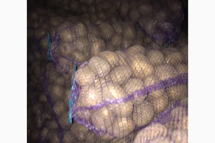 Продается товарная картошка сорта Аризона- фото № 1