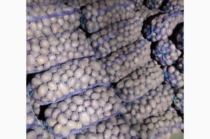 Пропонується товарна та посадкова картопля сорту Біла Роса- фото № 1