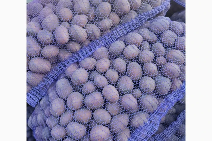 Пропонується товарна та посадкова картопля сорту Біла Роса- фото № 3