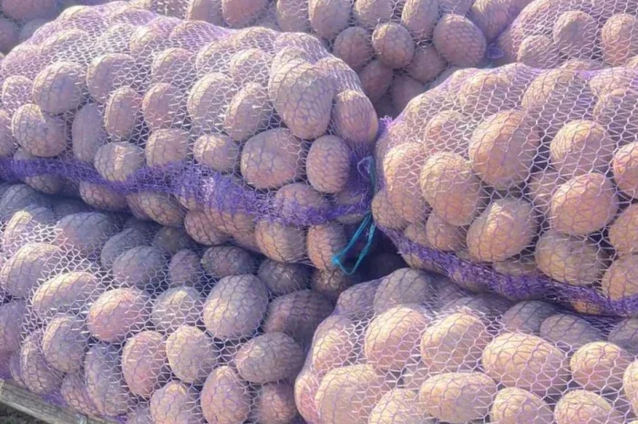 Картопля від населення- фото № 1