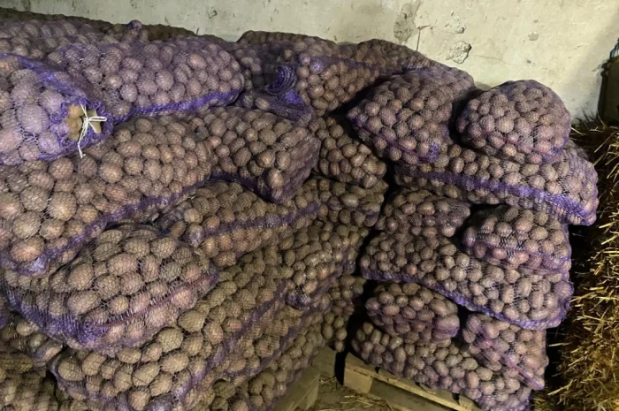 Продовольча картопля сорту Беллароза- фото № 1