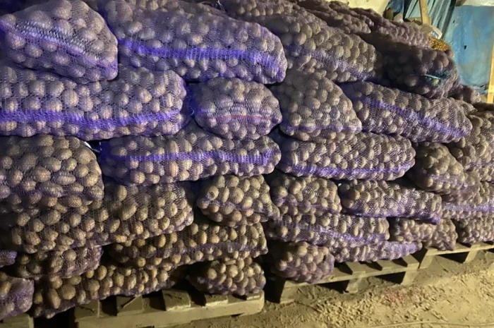 Насіннєва картопля Рів'єра та Беллароза- фото № 1