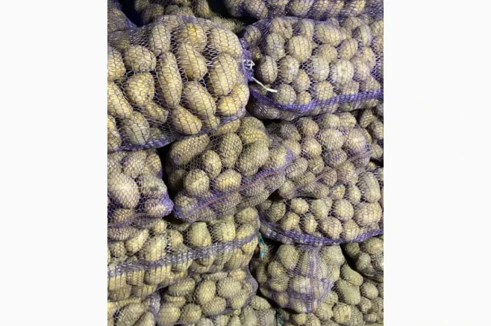 Продается мелкий картофель сортов Беллароза и Ривьера- фото № 1