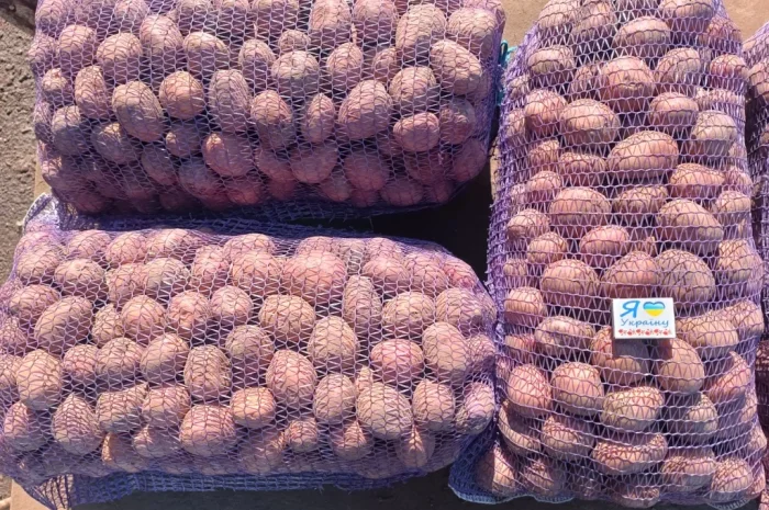Продается насиннєва картопля четвертой репродукции- фото № 1