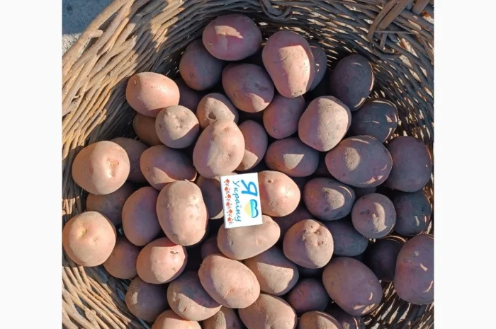 Продается насиннєва картопля четвертой репродукции- фото № 2
