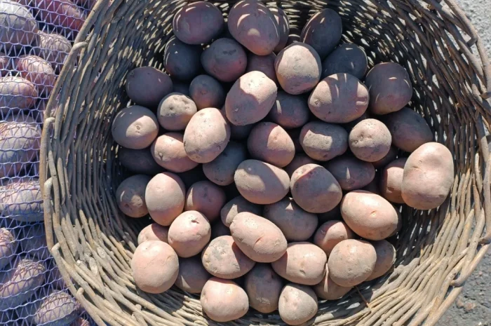 Продается насиннєва картопля четвертой репродукции- фото № 3