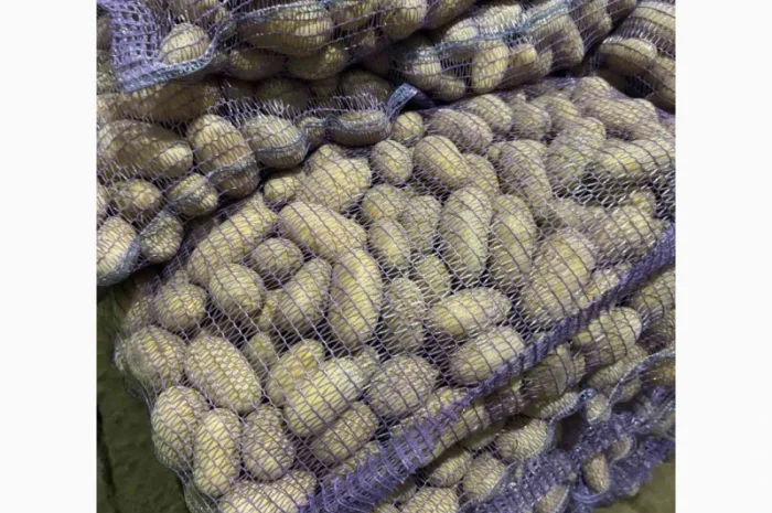 Продаж картоплі сорту Гранада- фото № 1