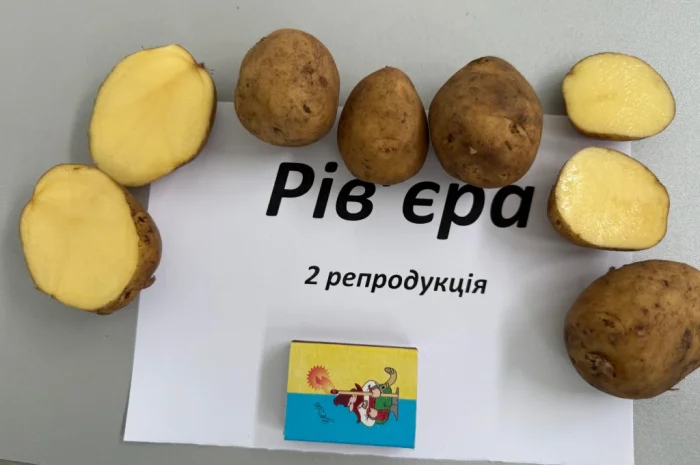 Насіння картоплі сорту Рів'єра у продажу- фото № 1