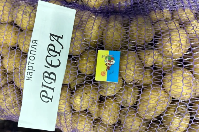 Насіння картоплі сорту Рів'єра у продажу- фото № 2