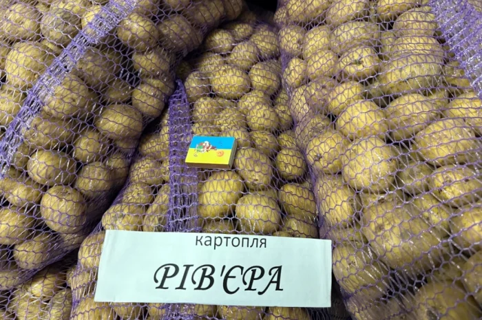 Насіння картоплі сорту Рів'єра у продажу- фото № 3