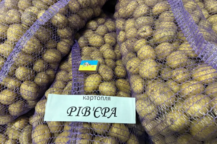 Насіння картоплі сорту Рів'єра у продажу- фото № 4