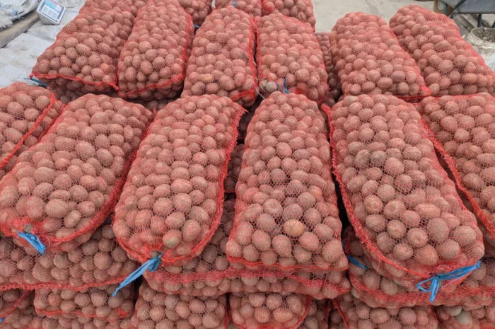 Продается семенная картошка сорта Белароза- фото № 1