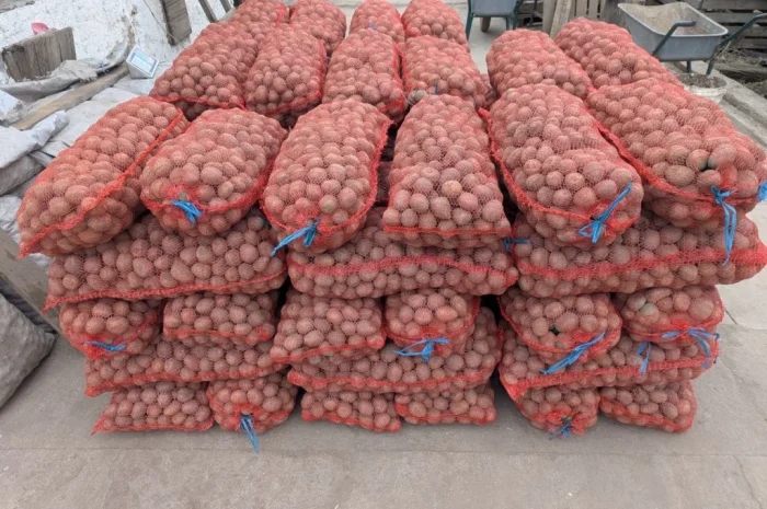 Продается семенная картошка сорта Белароза- фото № 2