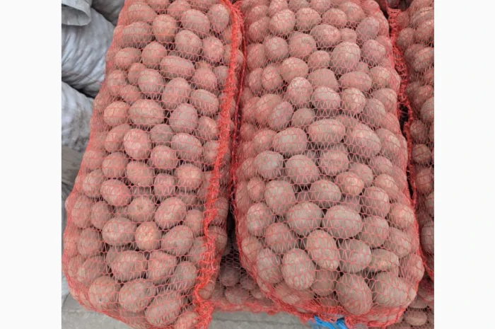 Продается семенная картошка сорта Белароза- фото № 3