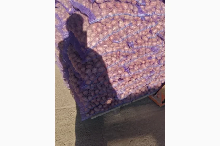 Продается семена Белароса- фото № 3