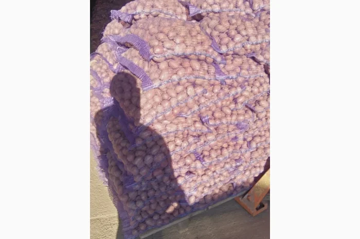 Пропонується насіння картоплі- фото № 1