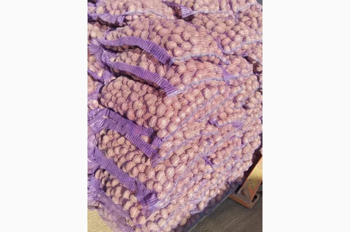 Пропонується насіння картоплі- фото № 2