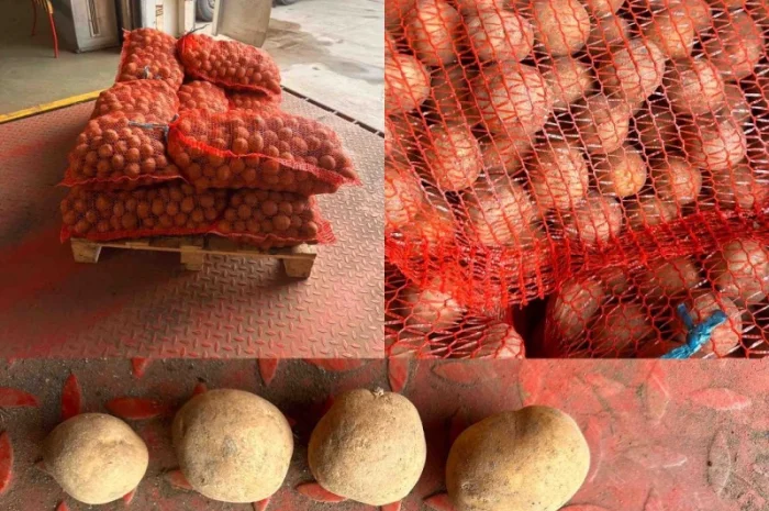 Пропоную насіннєву картоплю сорт Сіфра оптом від 10 тонн- фото № 1