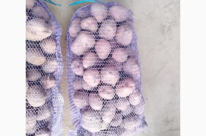 Продается товарная картошка сорта Белла Роса- фото № 1